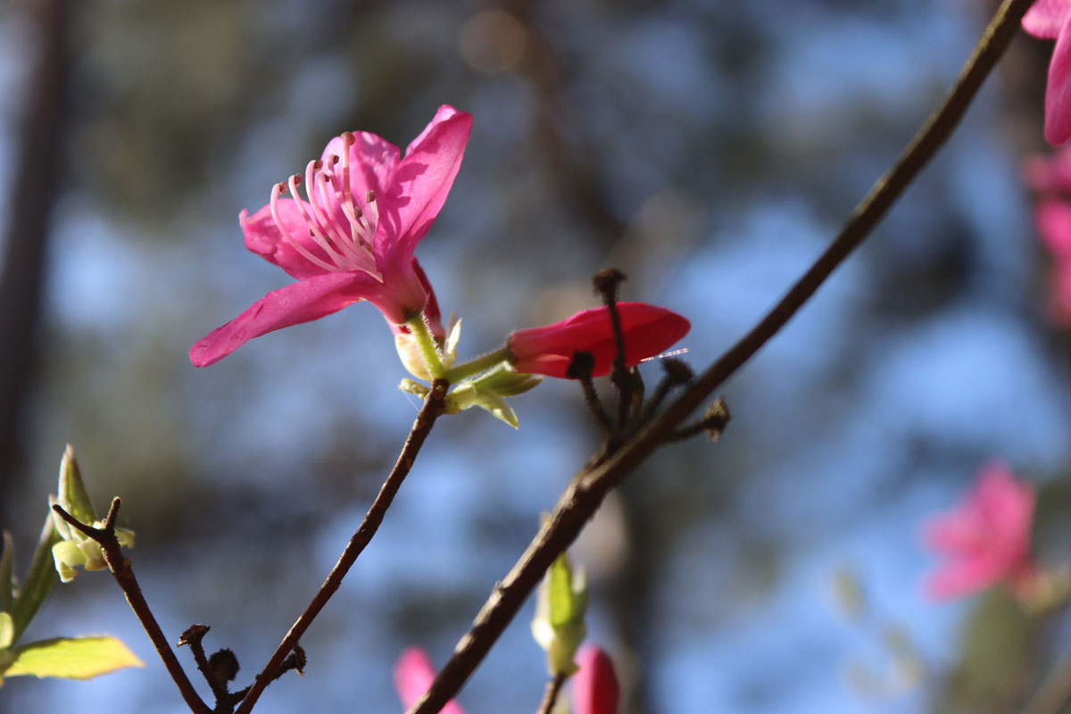 Rhododendronpark Westerstede, Nahaufnahme im Frühling