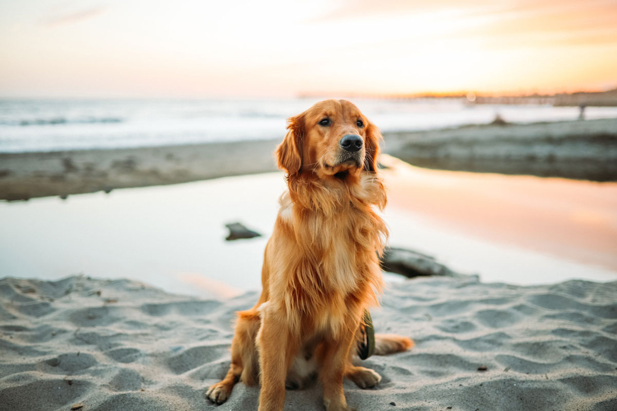 Wandern mit Hund, Golden Retriever am Strand