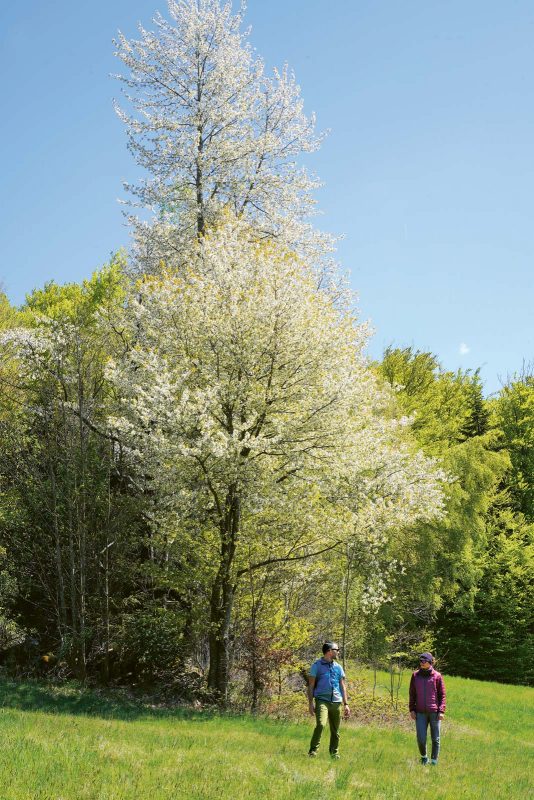 Obstbäume überziehen den Lallinger Winkel im Frühjahr mit ihrer Blütenpracht.